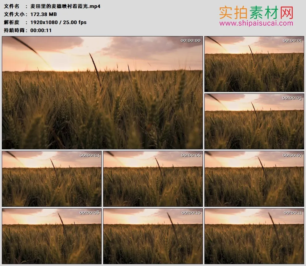 高清实拍视频素材丨麦田里的麦穗映衬着霞光