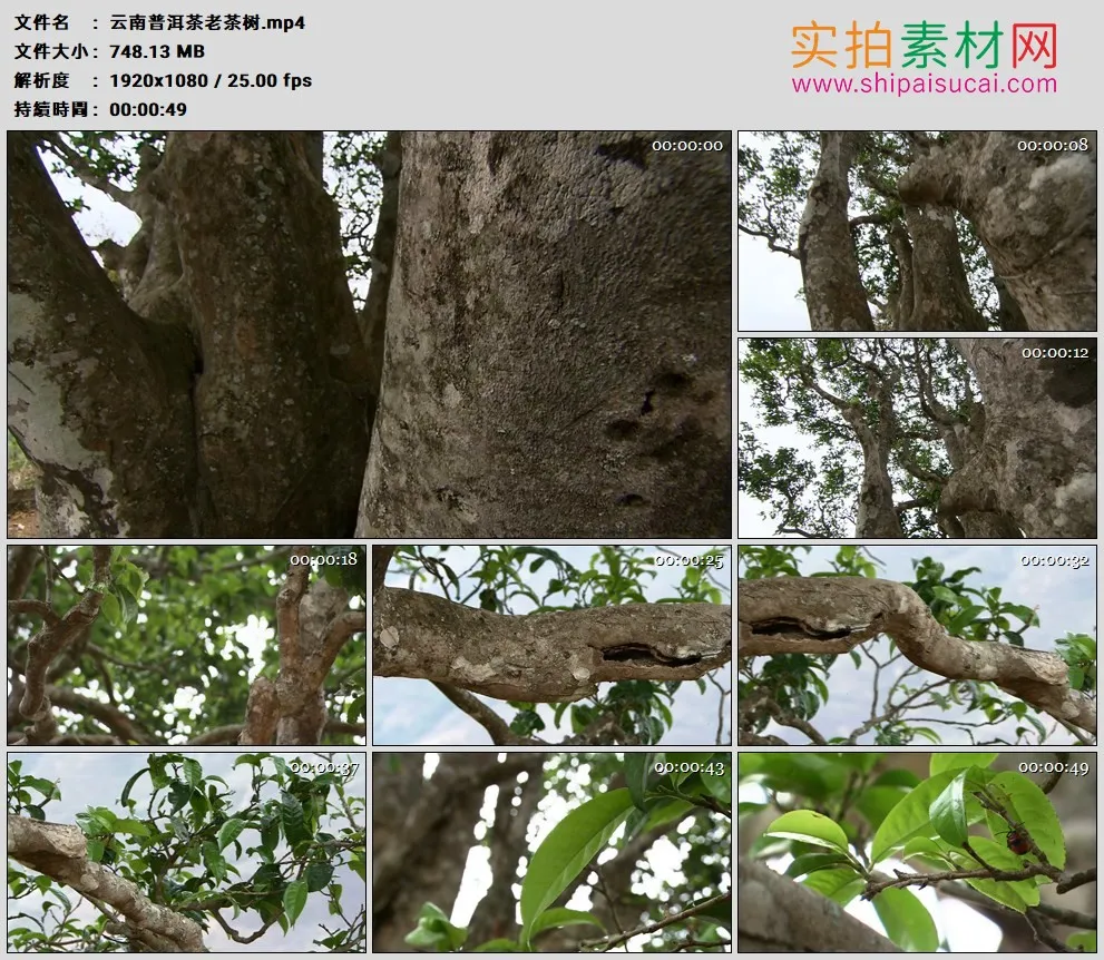 高清实拍视频素材丨云南普洱茶老茶树