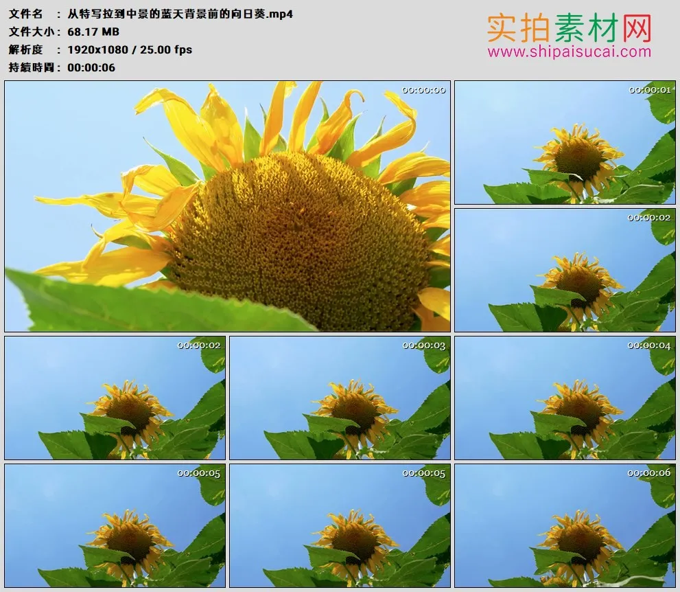 高清实拍视频素材丨从特写拉到中景的蓝天背景前的向日葵