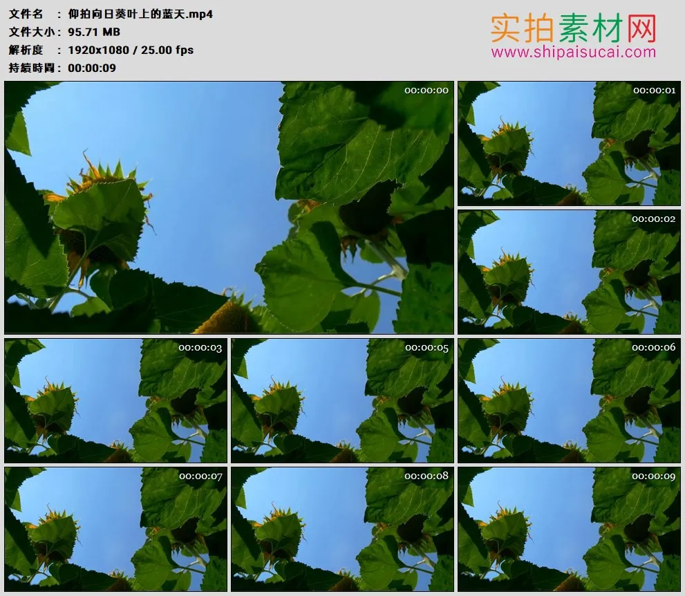 高清实拍视频素材丨仰拍向日葵叶上的蓝天