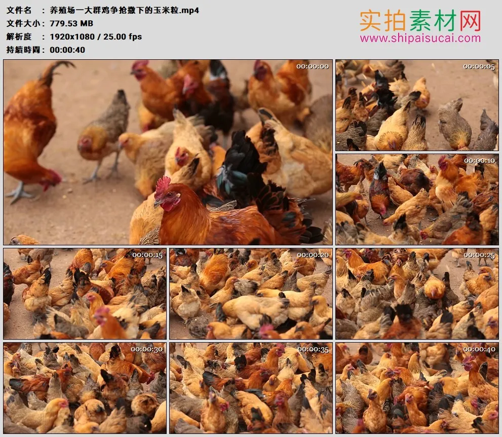高清实拍视频素材丨养殖场一大群鸡争抢撒下的玉米粒