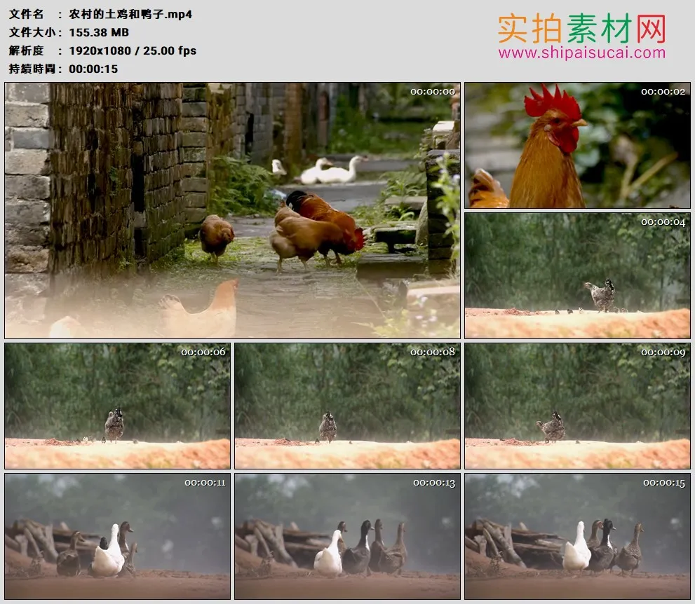 高清实拍视频素材丨农村的土鸡和鸭子