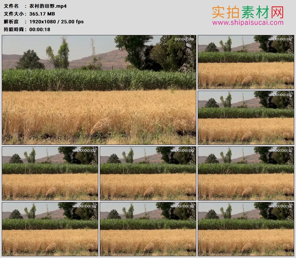 高清实拍视频素材丨农村的田野