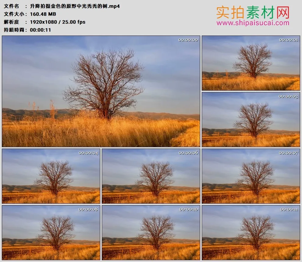 高清实拍视频素材丨升降拍摄金色的原野中光秃秃的树