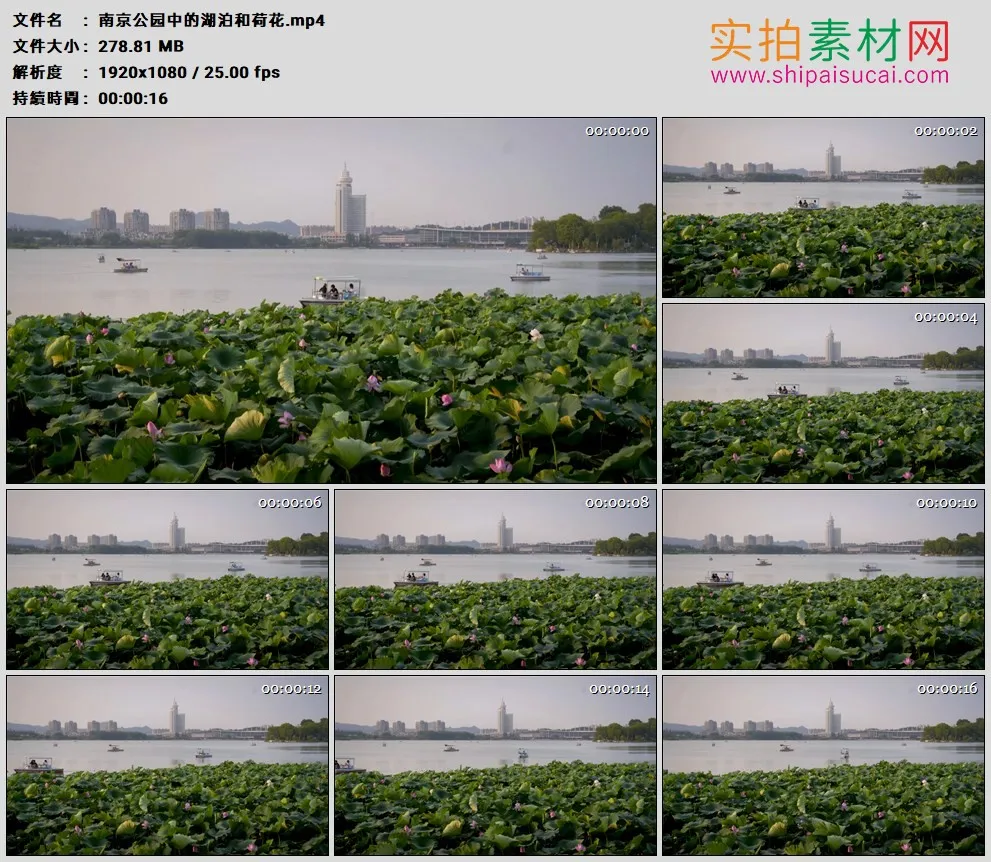 高清实拍视频素材丨南京公园中的湖泊和荷花