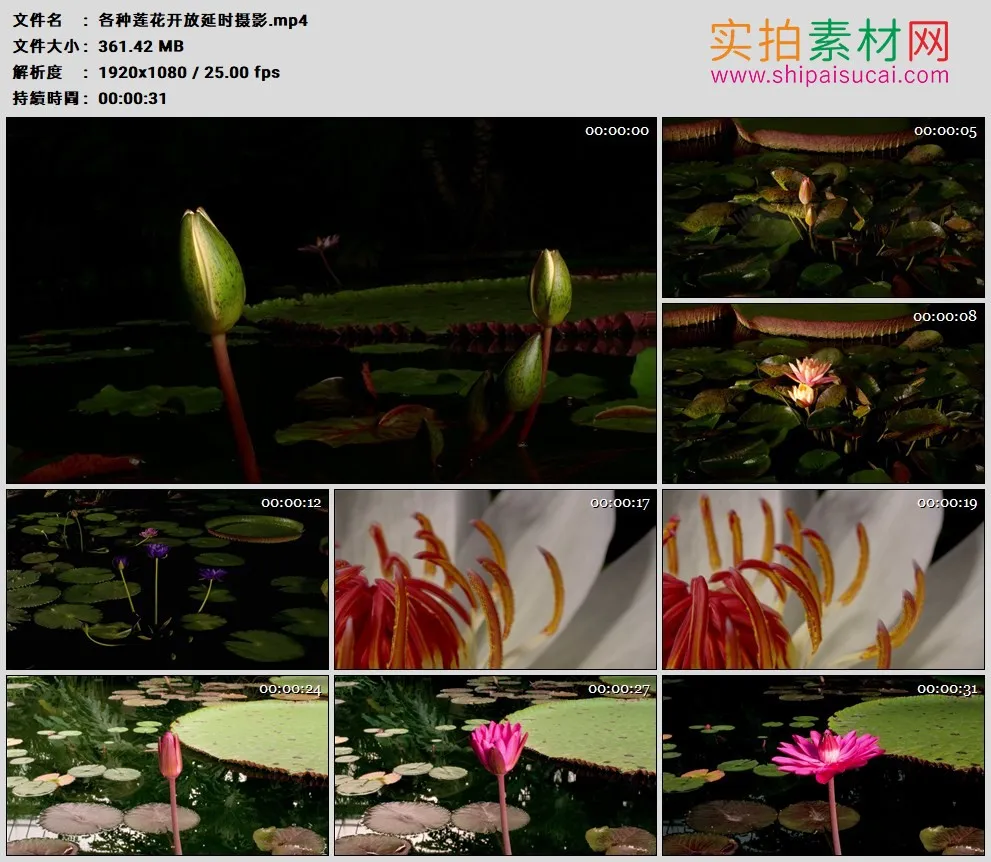 高清实拍视频素材丨各种莲花开放延时摄影