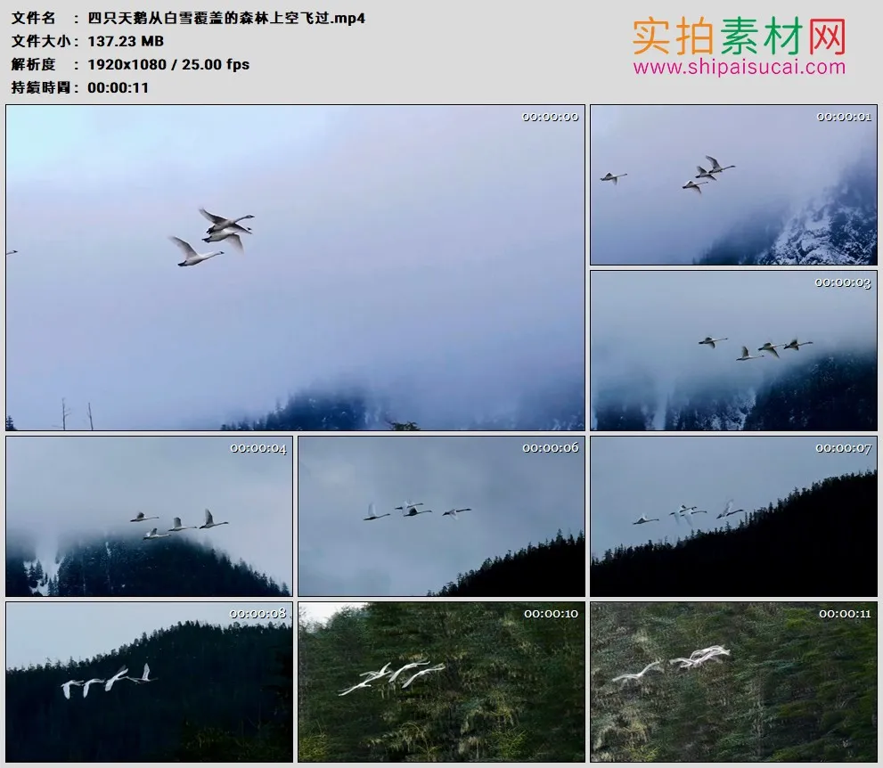 高清实拍视频素材丨四只天鹅从白雪覆盖的森林上空飞过