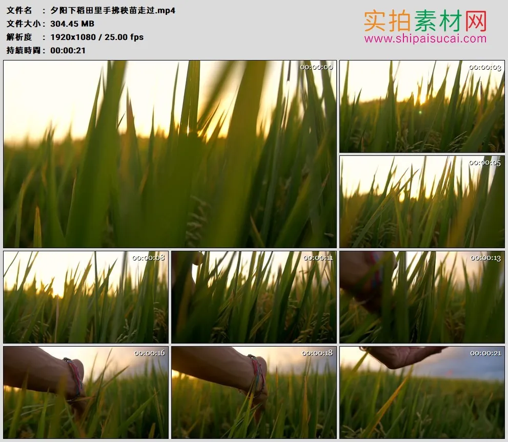 高清实拍视频素材丨夕阳下稻田里手拂秧苗走过