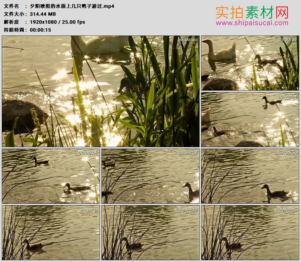 高清实拍视频素材丨夕阳映照的水面上几只鸭子游过