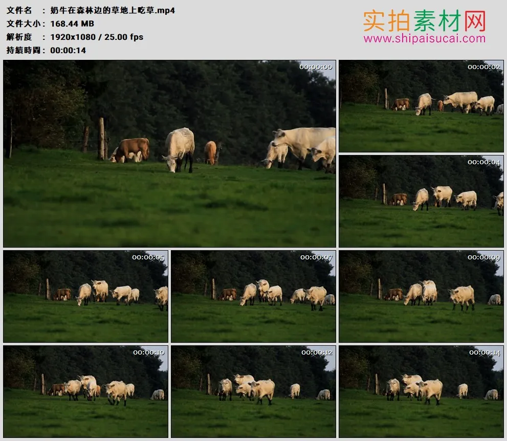 高清实拍视频素材丨奶牛在森林边的草地上吃草