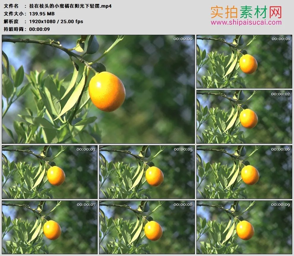 高清实拍视频素材丨挂在枝头的小蜜橘在阳光下轻摆