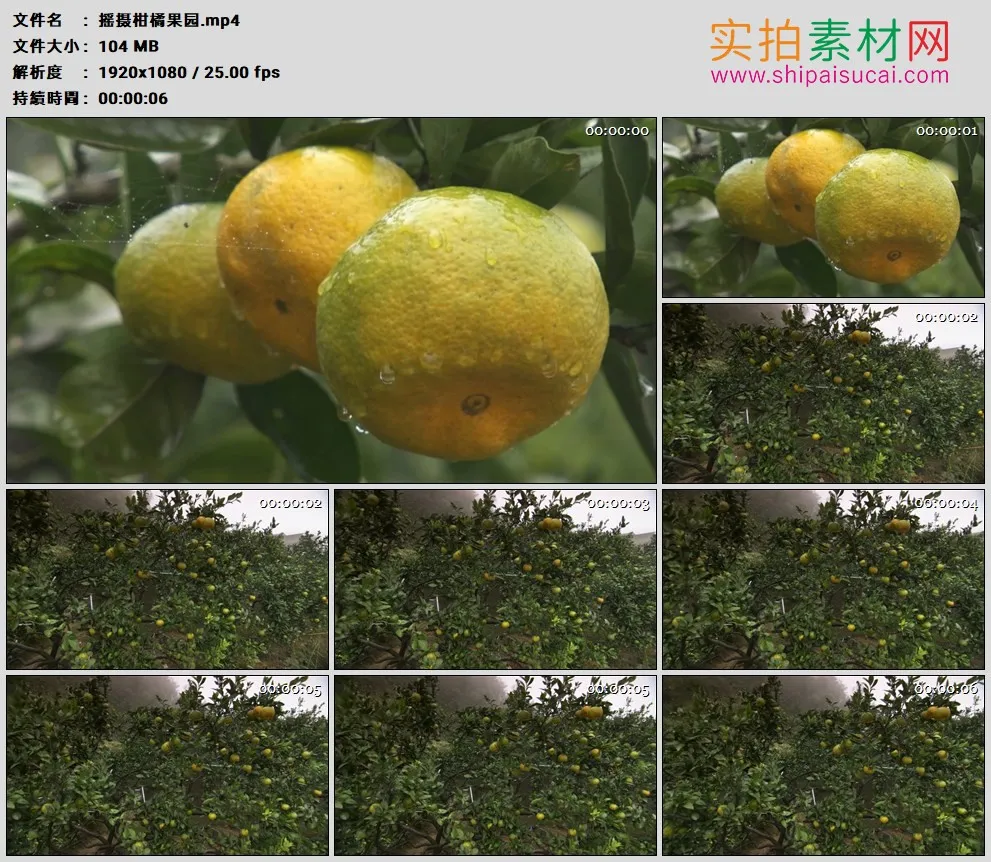 高清实拍视频素材丨摇摄柑橘果园