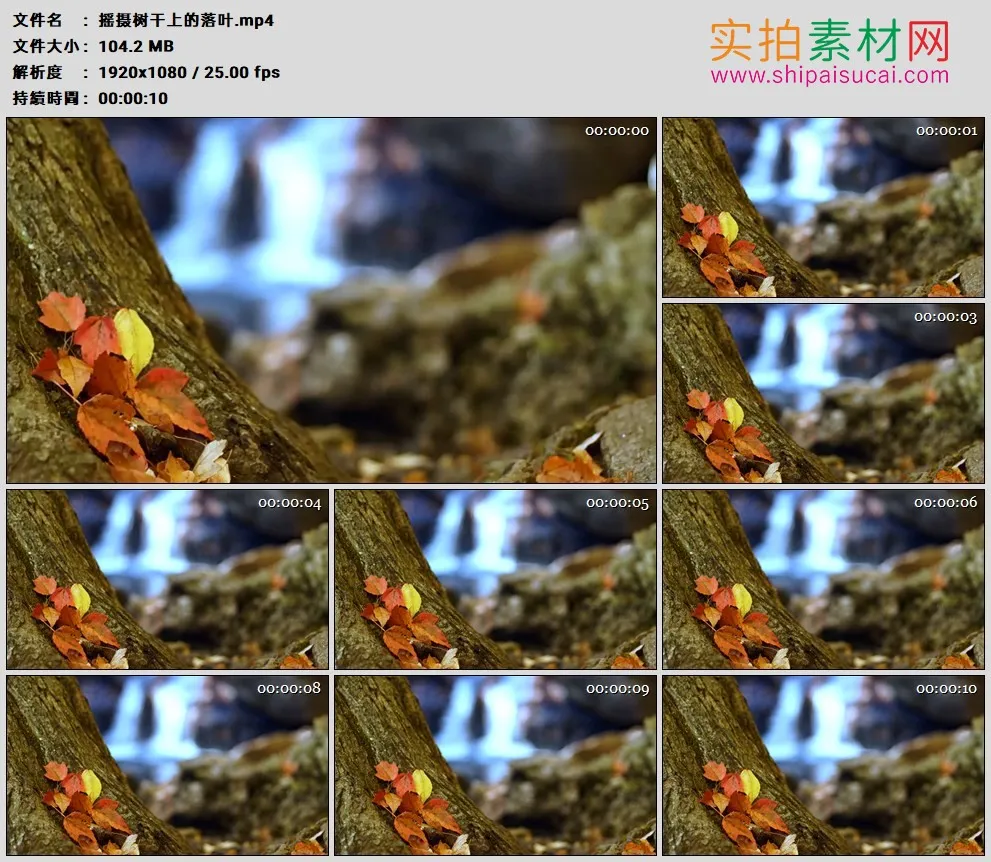 高清实拍视频素材丨摇摄树干上的落叶