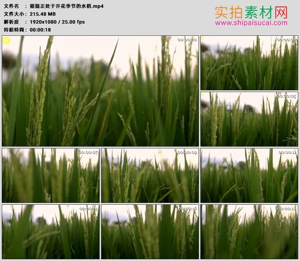 高清实拍视频素材丨摇摄正处于开花季节的水稻