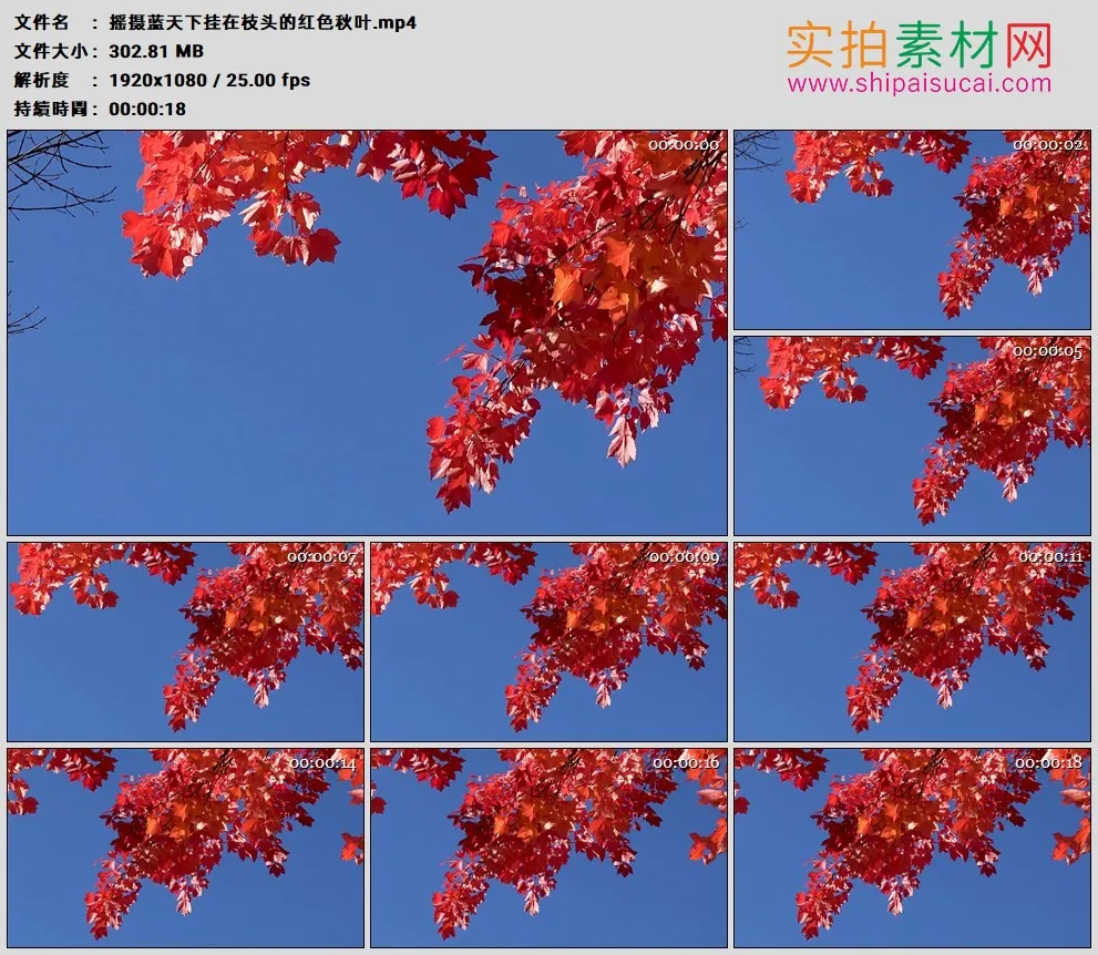 高清实拍视频素材丨摇摄蓝天下挂在枝头的红色秋叶