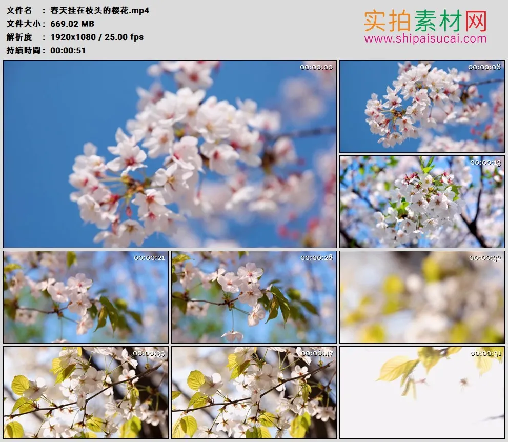 高清实拍视频素材丨春天挂在枝头的樱花