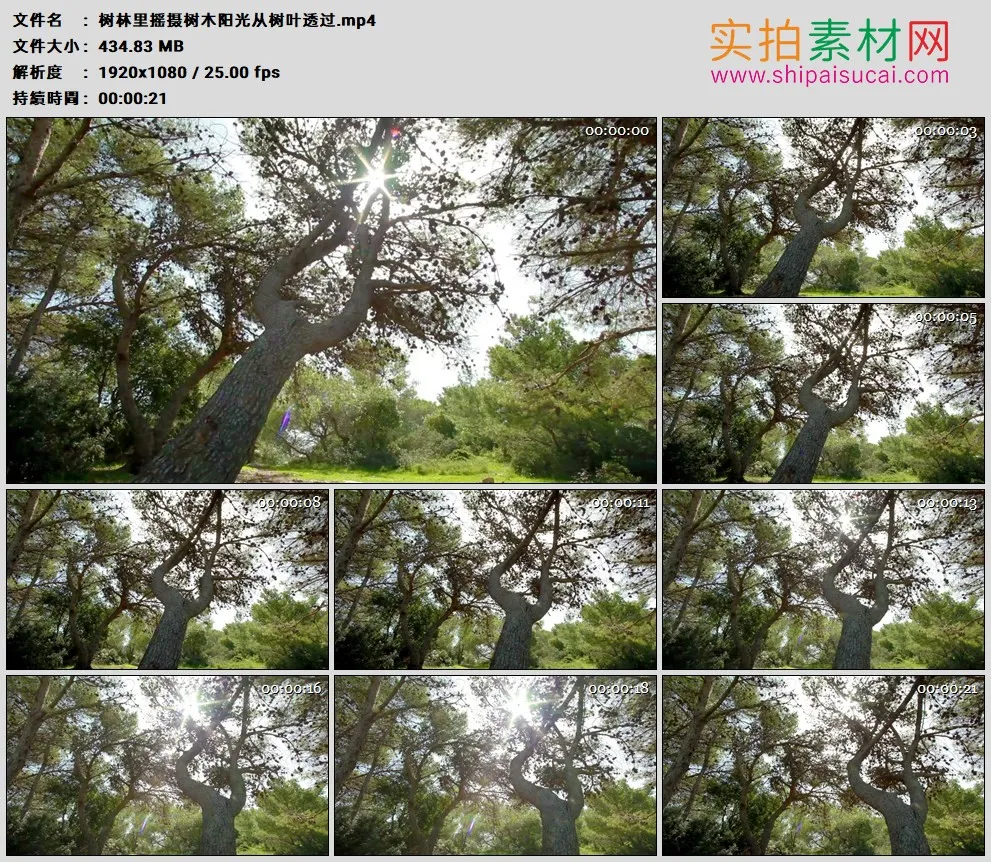 高清实拍视频素材丨树林里摇摄树木阳光从树叶透过