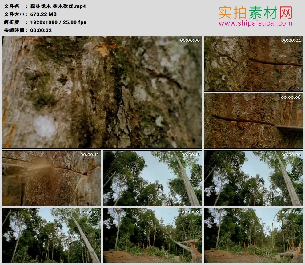 高清实拍视频素材丨森林伐木 树木砍伐