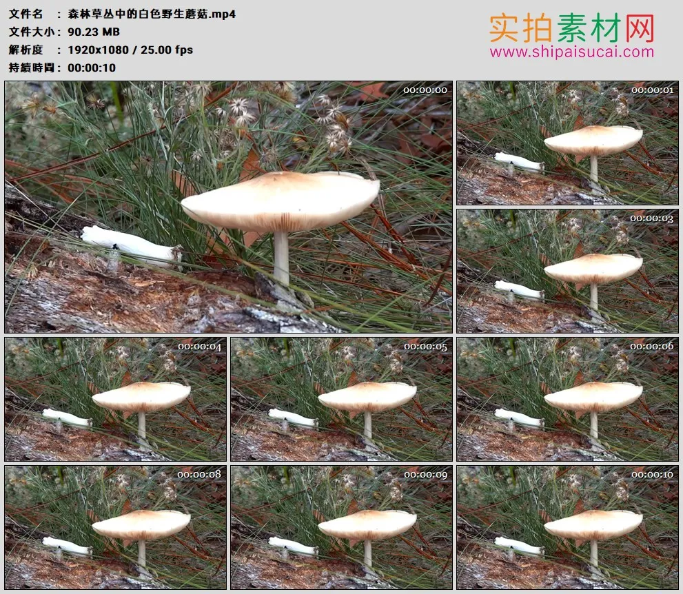 高清实拍视频素材丨森林草丛中的白色野生蘑菇