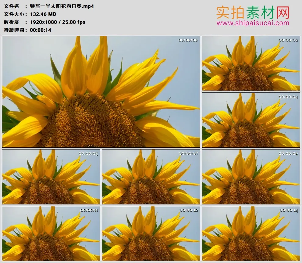 高清实拍视频素材丨特写一半太阳花向日葵