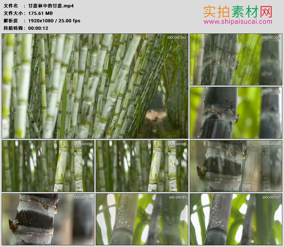 高清实拍视频素材丨甘蔗林中的甘蔗