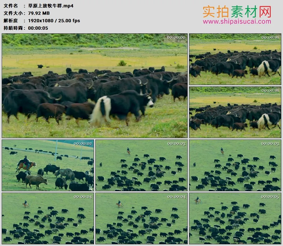 高清实拍视频素材丨草原上放牧牛群