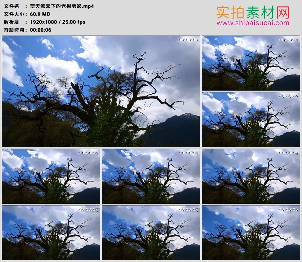 高清实拍视频素材丨蓝天流云下的老树剪影
