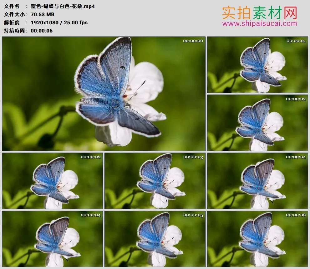 高清实拍视频素材丨蓝色蝴蝶与白色花朵