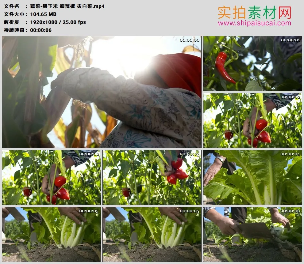高清实拍视频素材丨蔬菜-掰玉米 摘辣椒 拨白菜