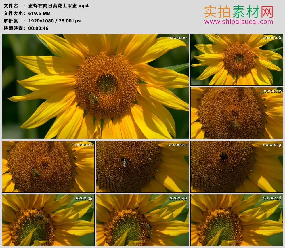 高清实拍视频素材丨蜜蜂在向日葵花上采蜜
