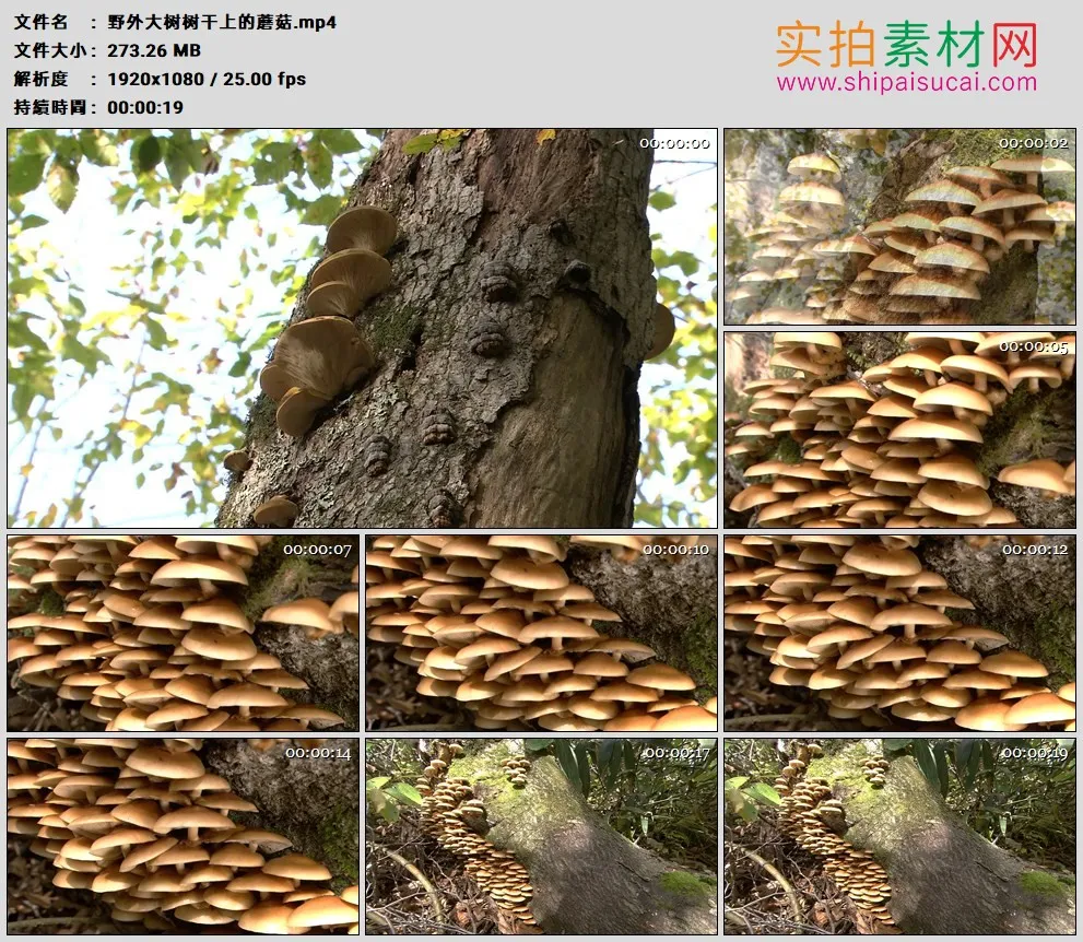 高清实拍视频素材丨野外大树树干上的蘑菇