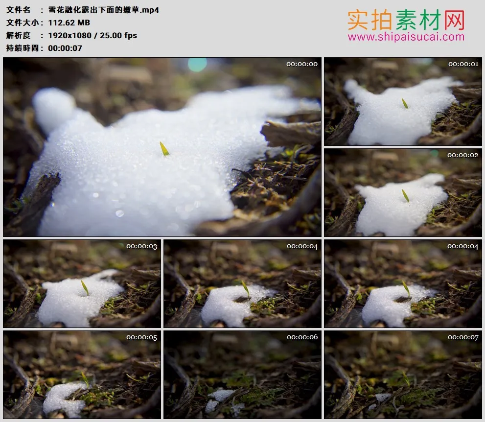 高清实拍视频素材丨雪花融化露出下面的嫩草