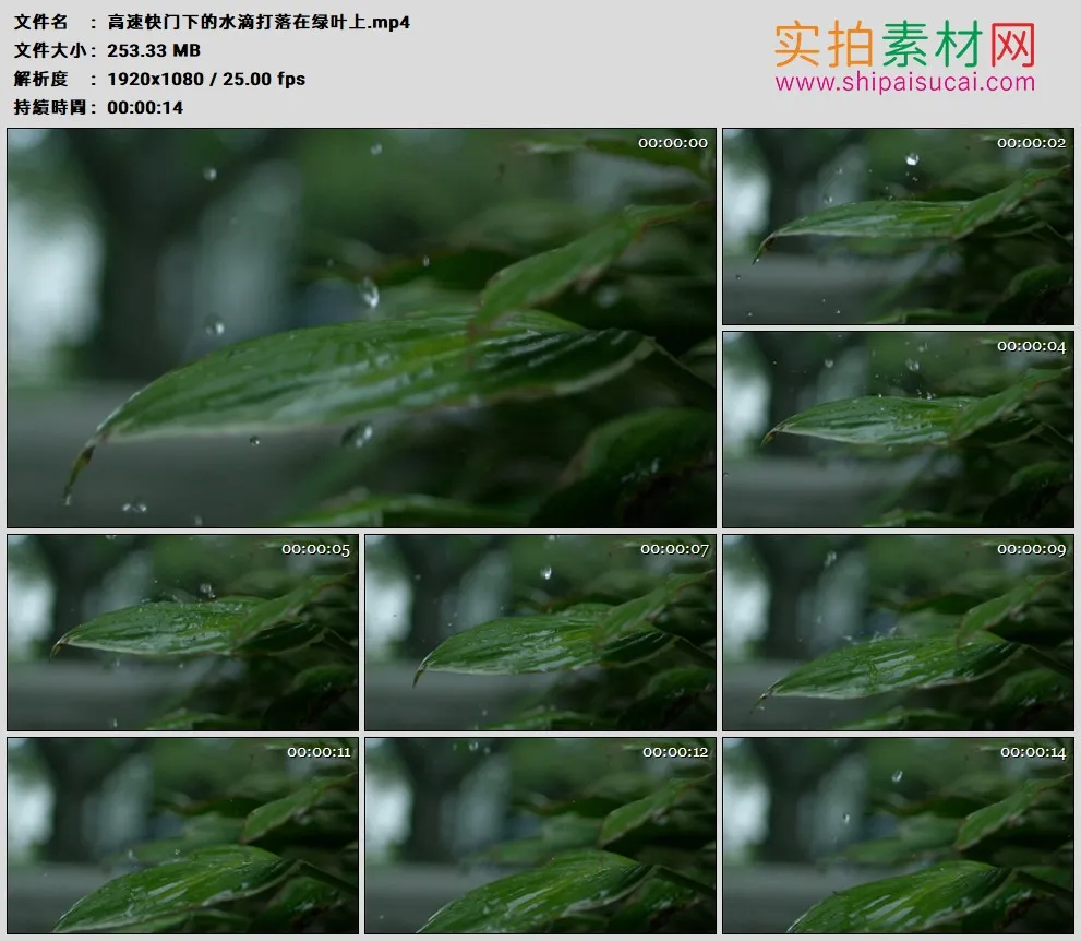 高清实拍视频素材丨高速快门下的水滴打落在绿叶上