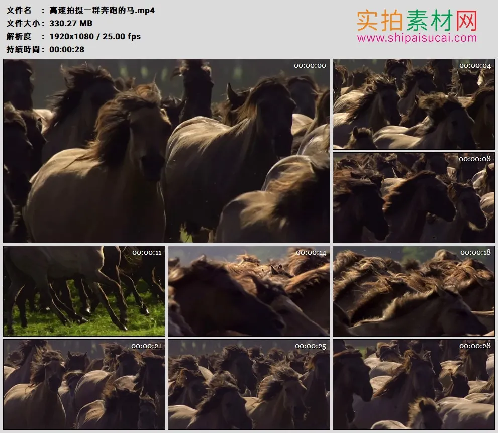 高清实拍视频素材丨高速拍摄一群奔跑的马
