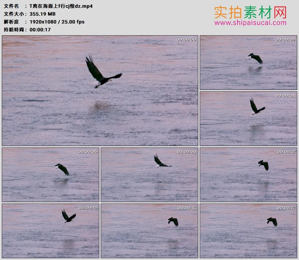 高清实拍视频素材丨秃鹰在海面上飞行超级慢动作