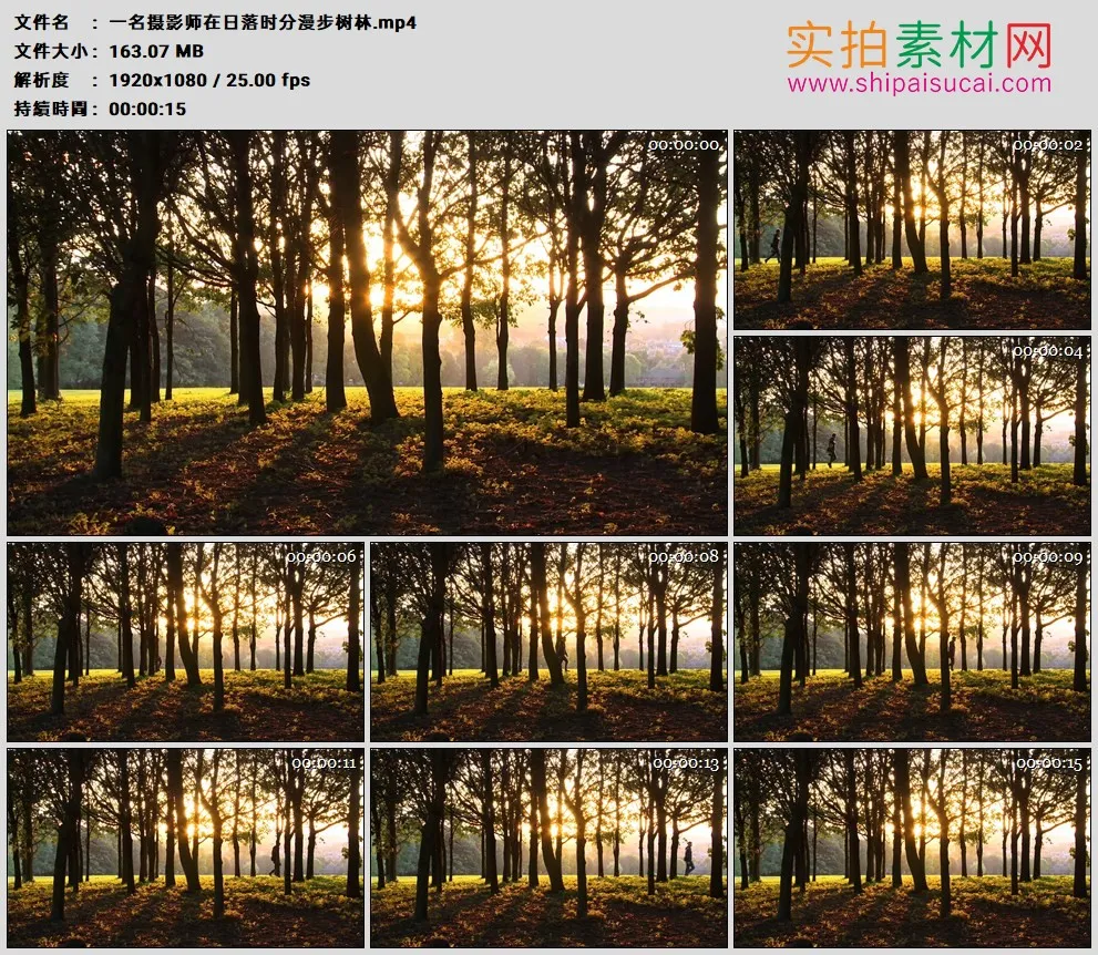 高清实拍视频素材丨一名摄影师在日落时分漫步树林