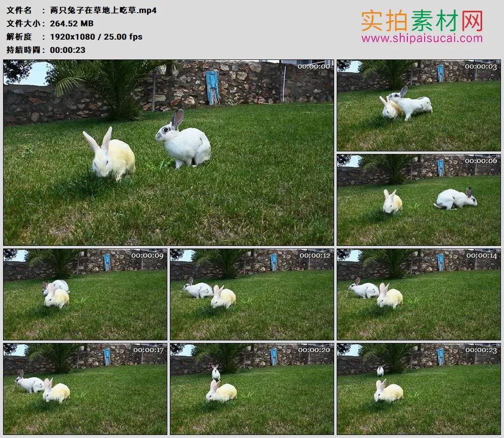 高清实拍视频素材丨两只兔子在草地上吃草