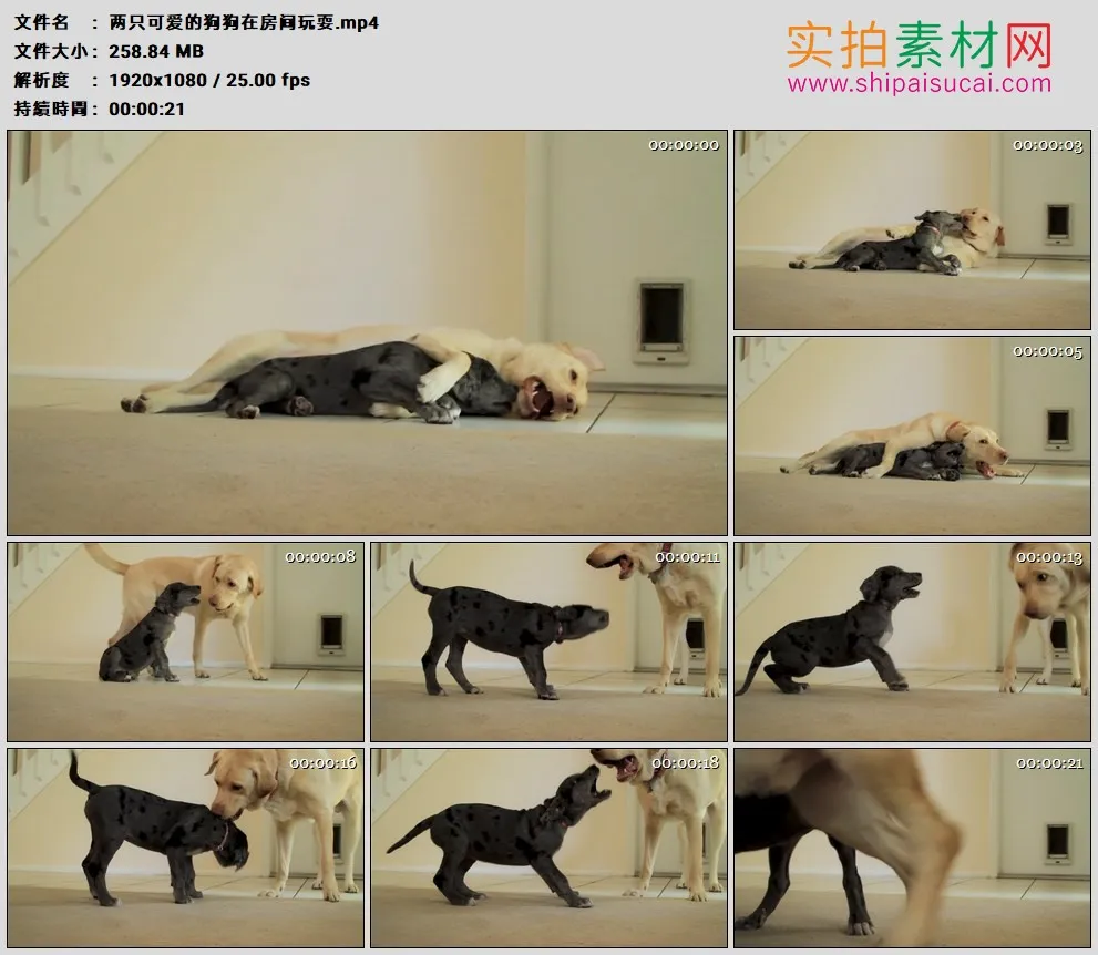 高清实拍视频素材丨两只可爱的狗狗在房间玩耍