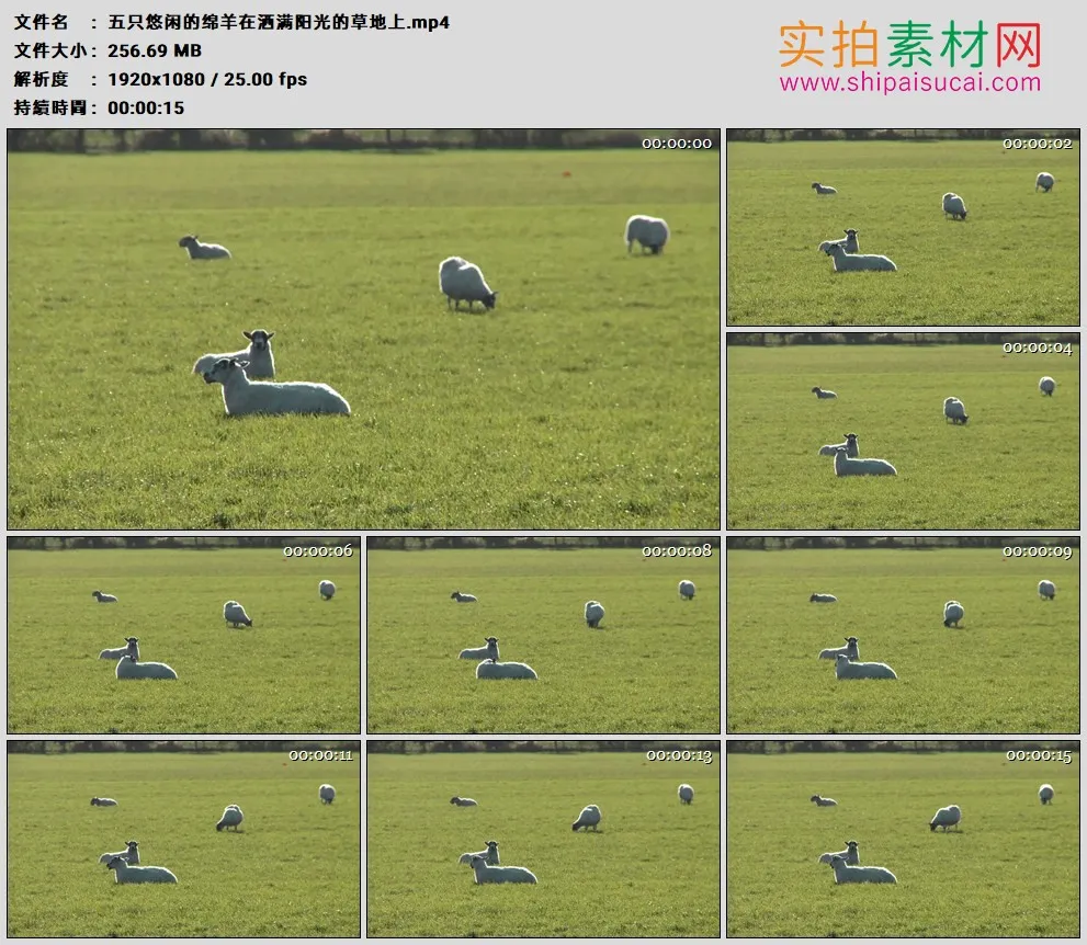 高清实拍视频素材丨五只悠闲的绵羊在洒满阳光的草地上