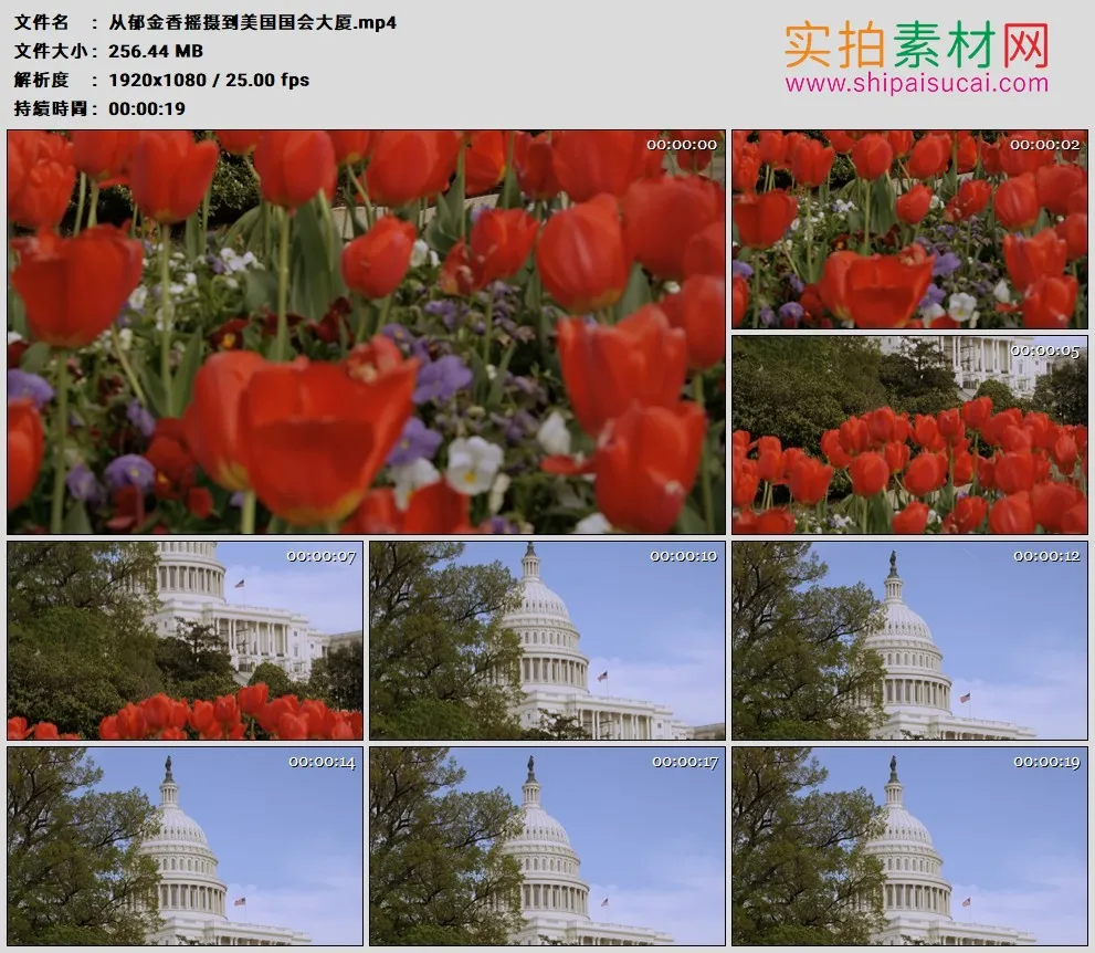 高清实拍视频素材丨从郁金香摇摄到美国国会大厦