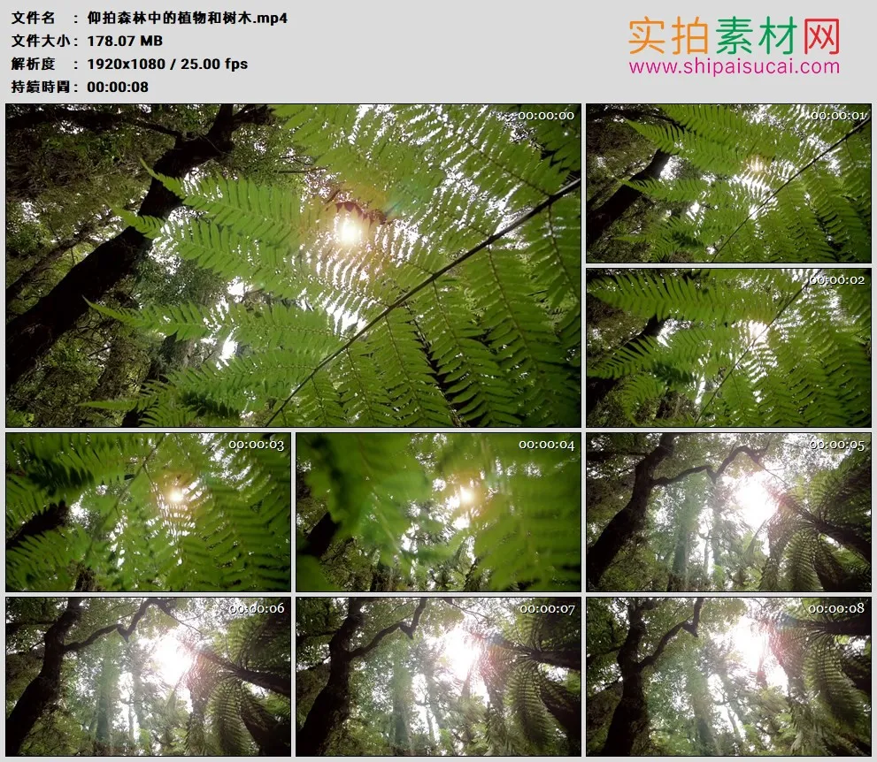 高清实拍视频素材丨仰拍森林中的植物和树木