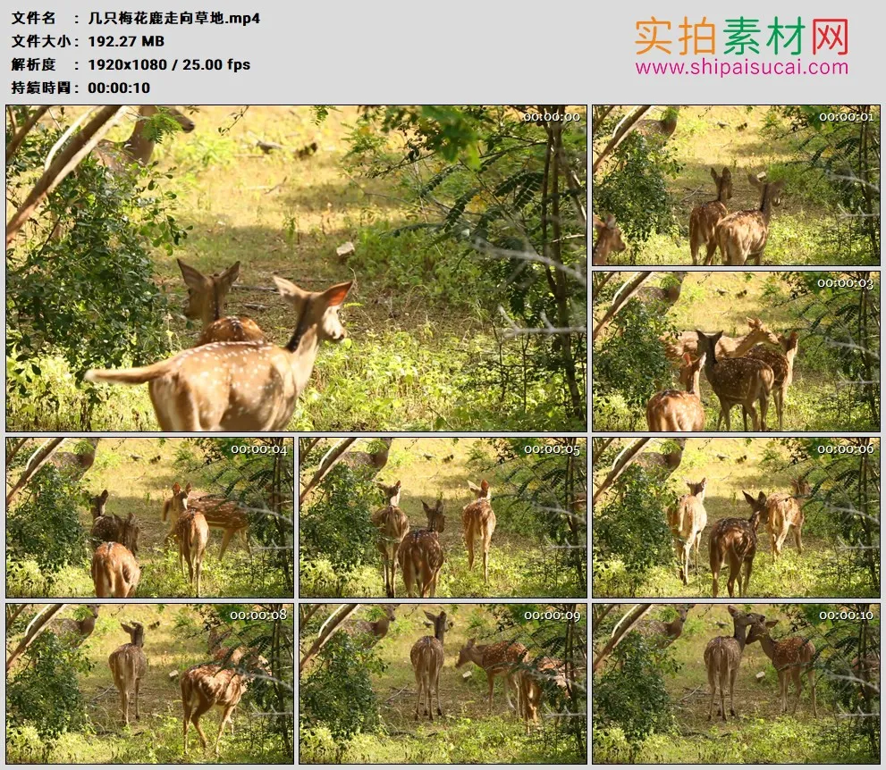 高清实拍视频素材丨几只梅花鹿走向草地