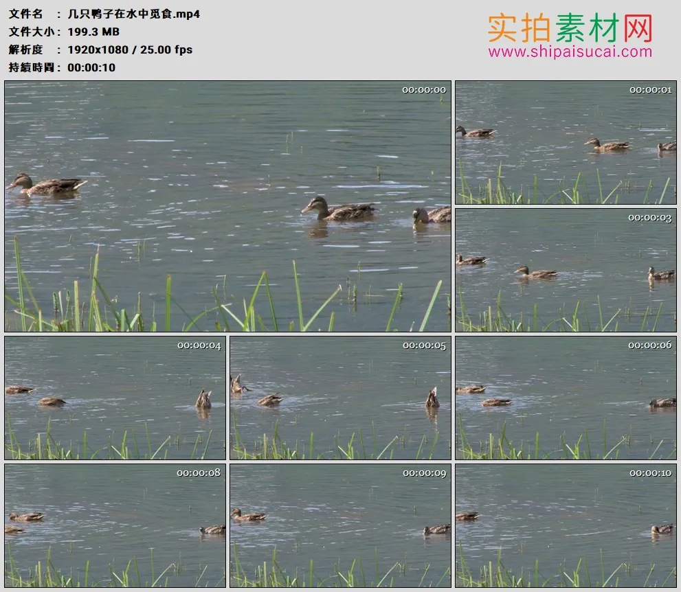 高清实拍视频素材丨几只鸭子在水中觅食