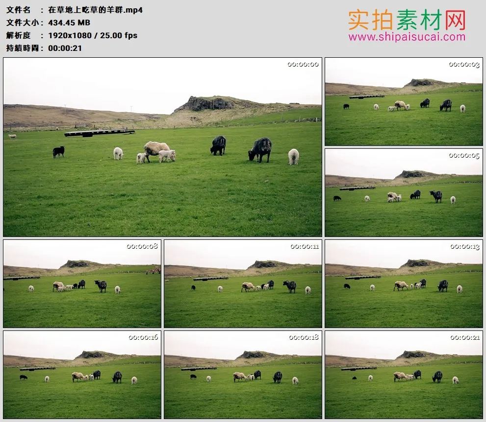 高清实拍视频素材丨在草地上吃草的羊群