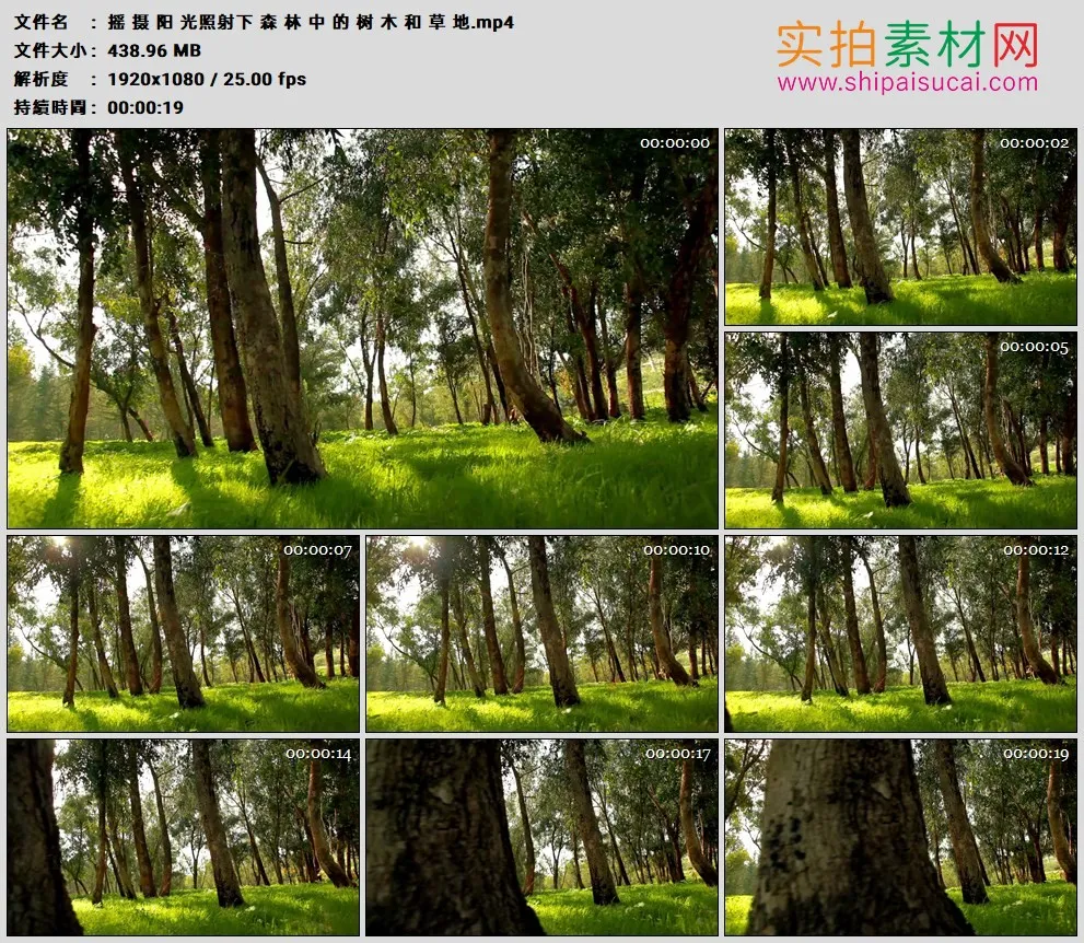 高清实拍视频素材丨摇摄阳光照耀下森林中的树木和草地