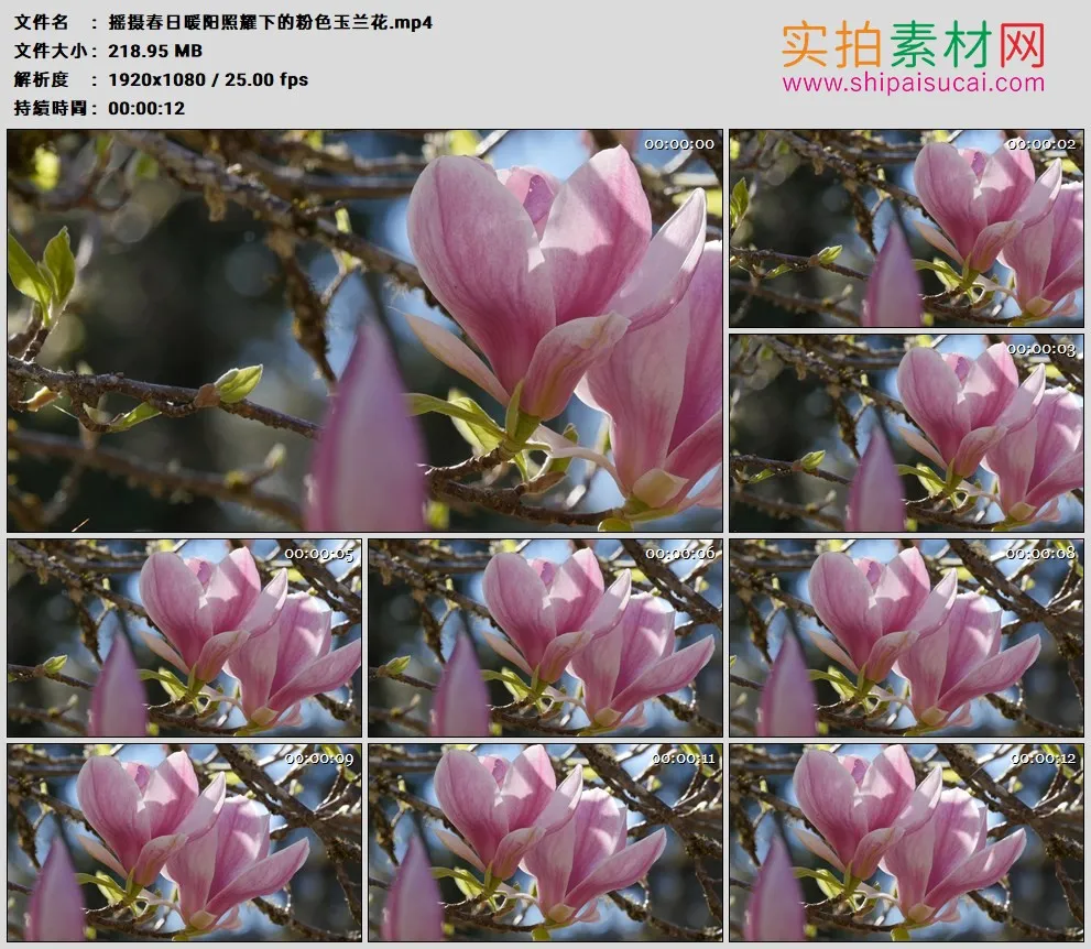 高清实拍视频素材丨摇摄春日暖阳照耀下的粉色玉兰花