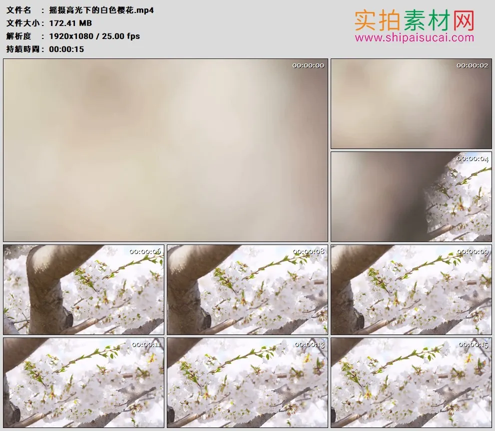 高清实拍视频素材丨摇摄高光下的白色樱花