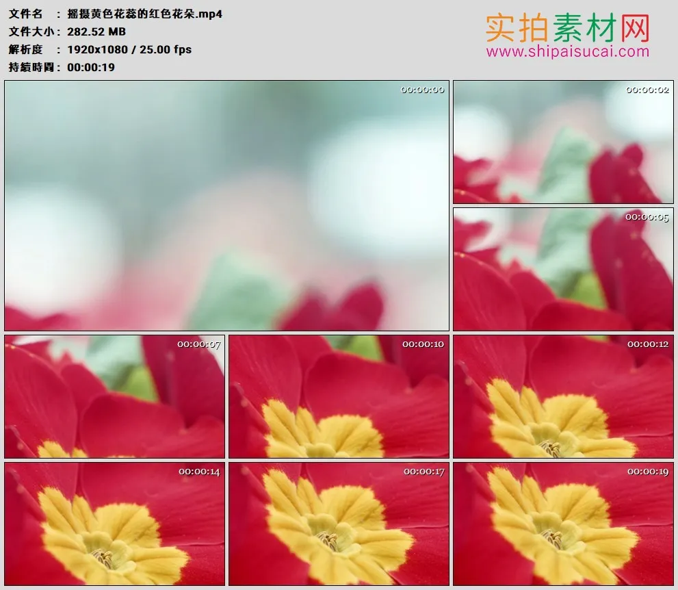 高清实拍视频素材丨摇摄黄色花蕊的红色花朵