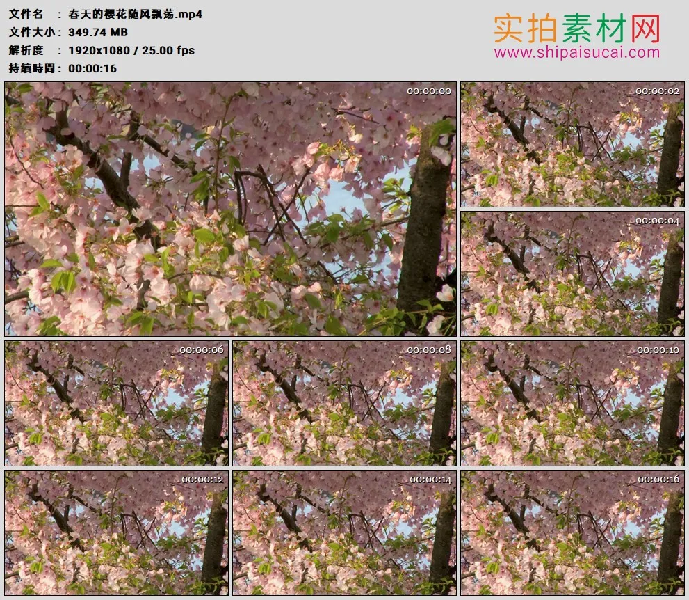 高清实拍视频素材丨春天的樱花随风飘荡