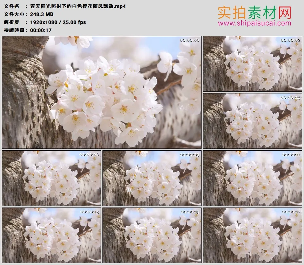 高清实拍视频素材丨春天阳光照射下的白色樱花随风飘动